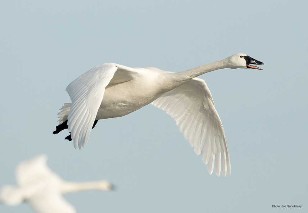 Lone tundra swan flying