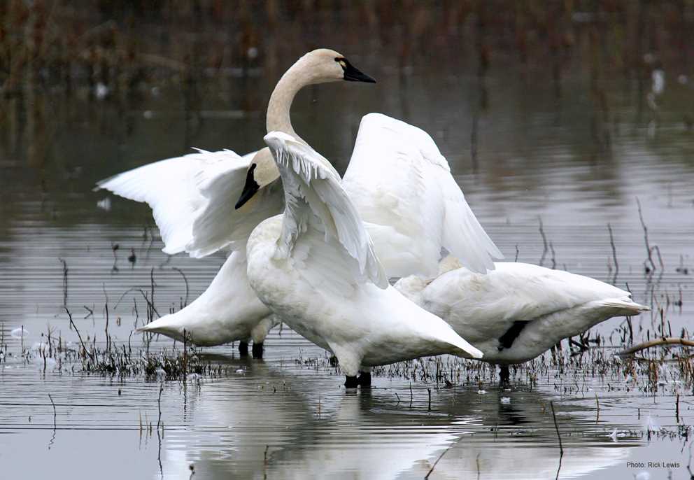 Tundra swans standing