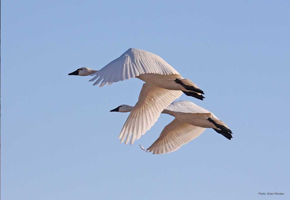 Two Tundra swans flying