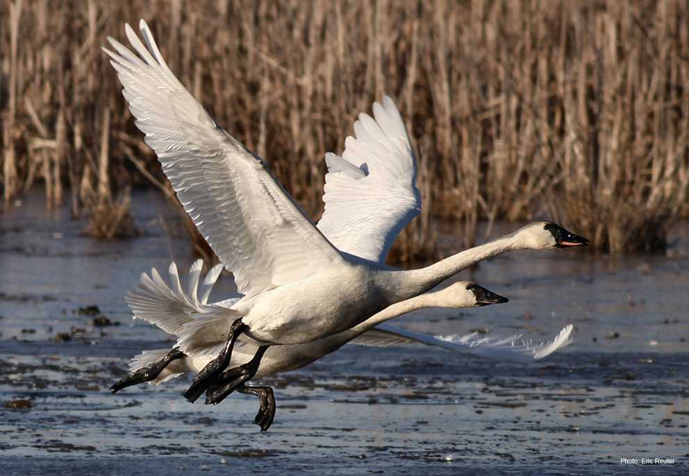 Two Tundra swans taking off