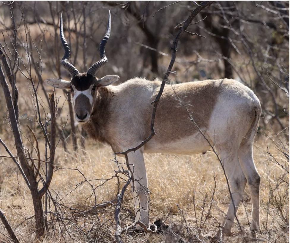 Addax-1.png