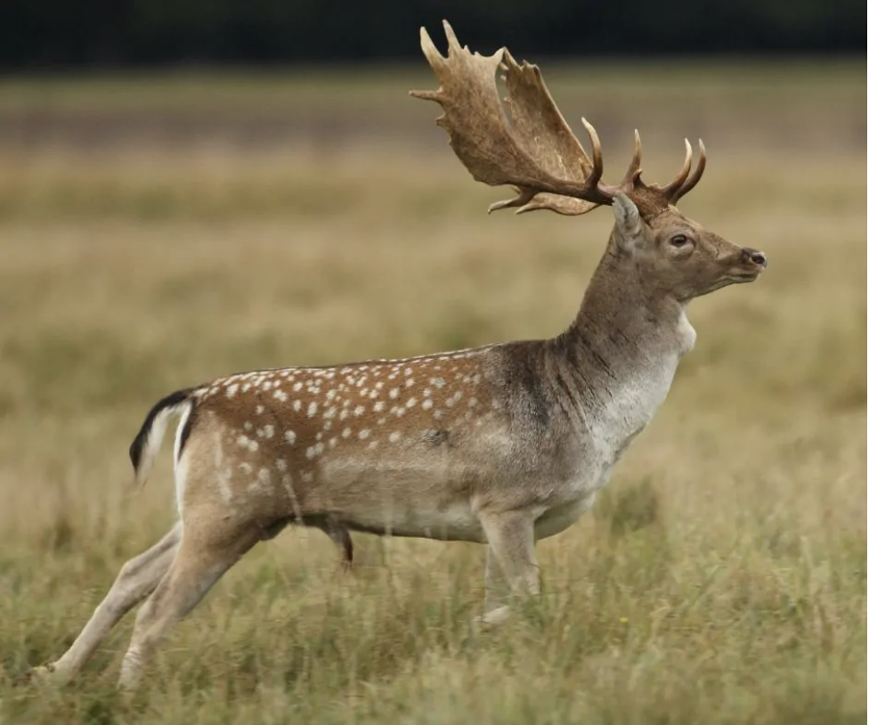 Fallow Deer-1.png