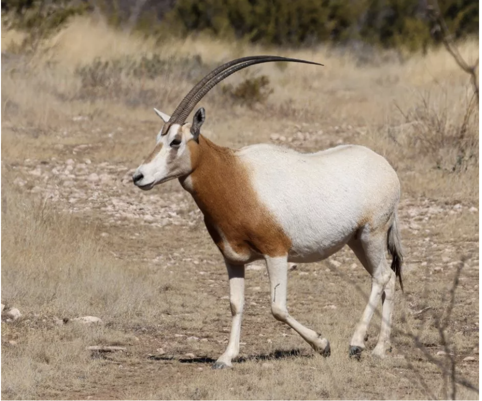 Scimitar Horned Oryx-1.png