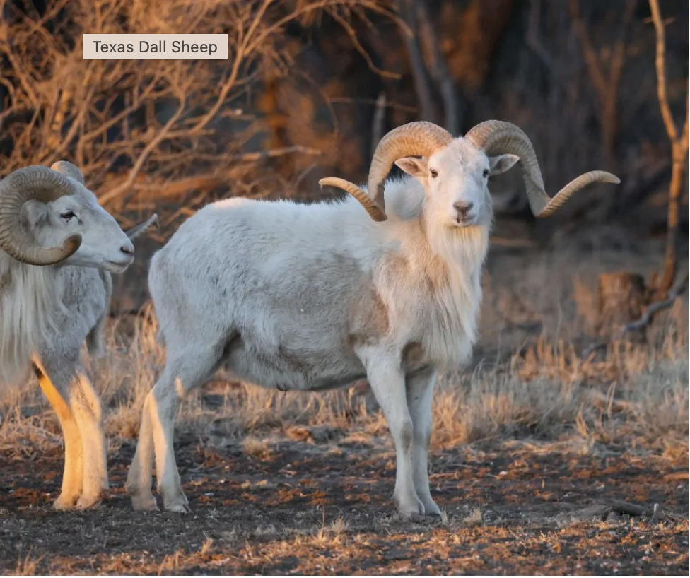 Texas Dall Sheep-1.png