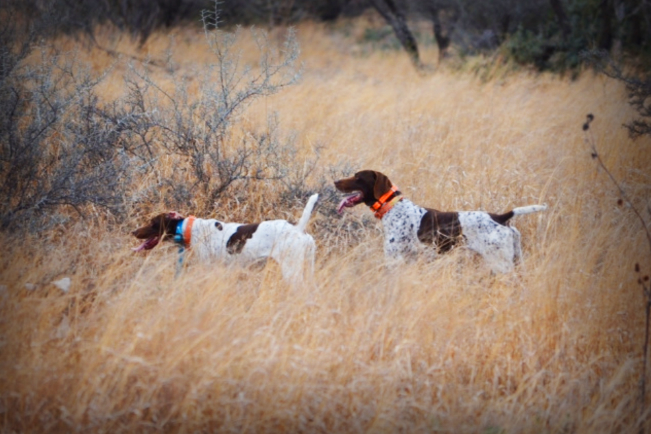 DFR-dogs-1 - Copy - Copy.jpg
