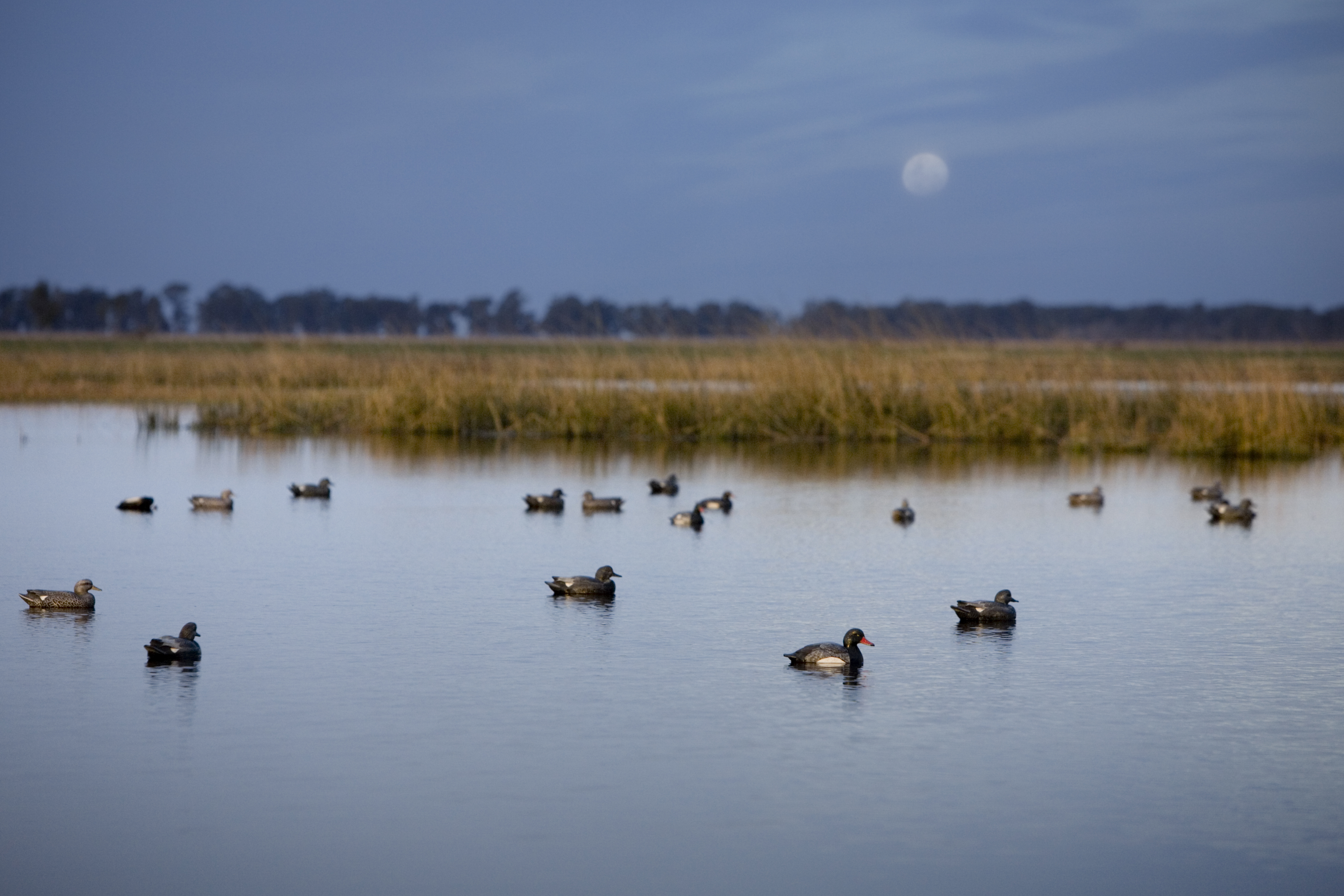 Los-Picazos-Background-Photo.jpg