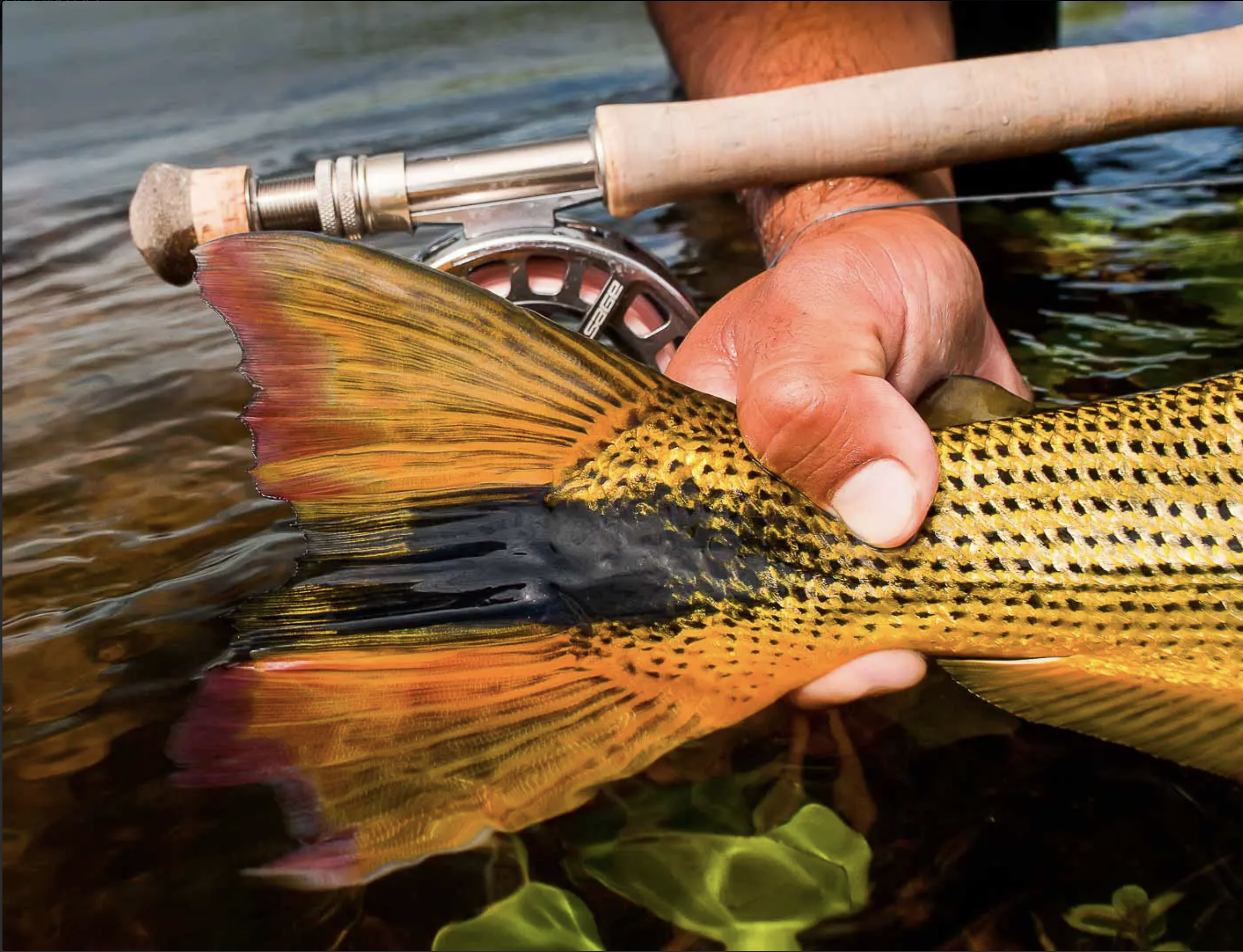Golden Dorado-Detail.png
