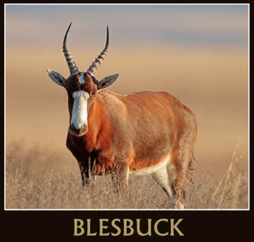 Blesbuck - Copy.png