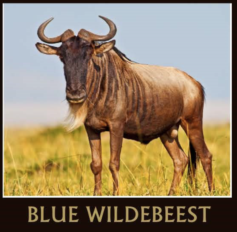 Blue Wildebeest.png