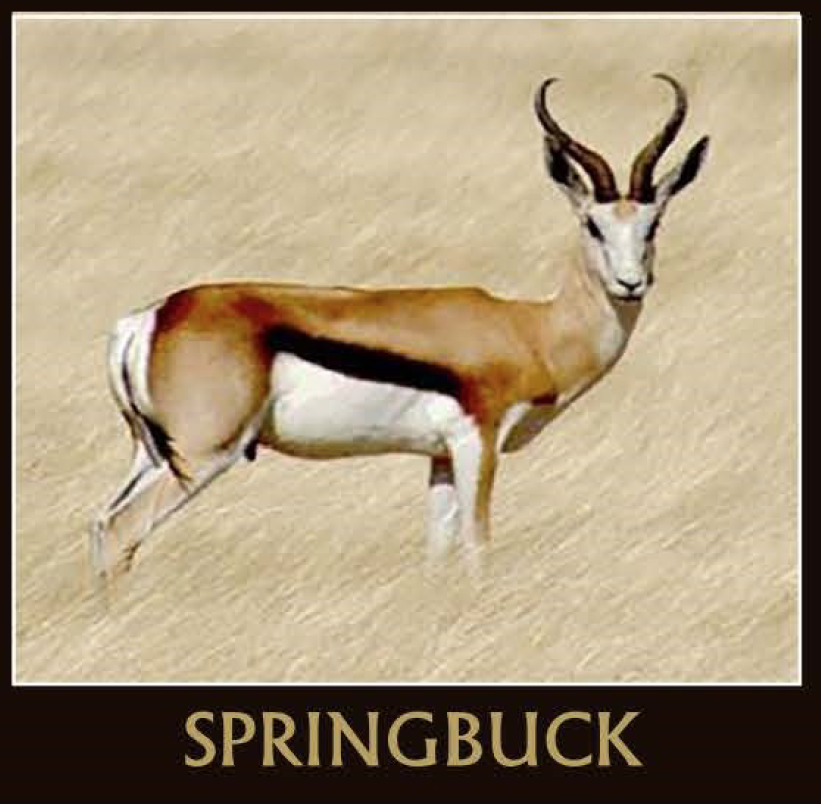 Springbuck.png