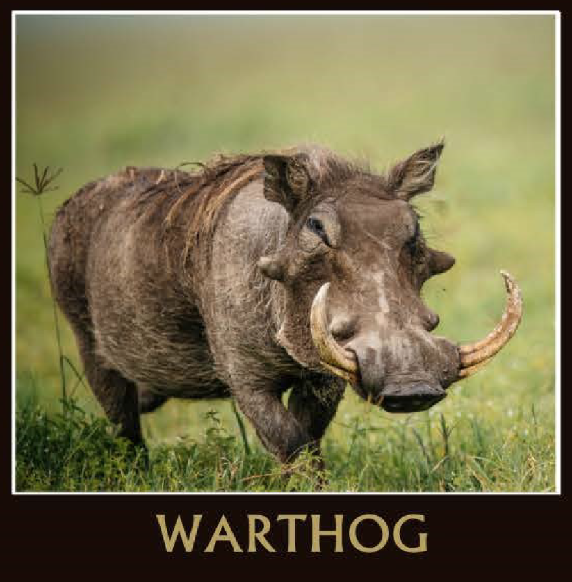 Warthog.png
