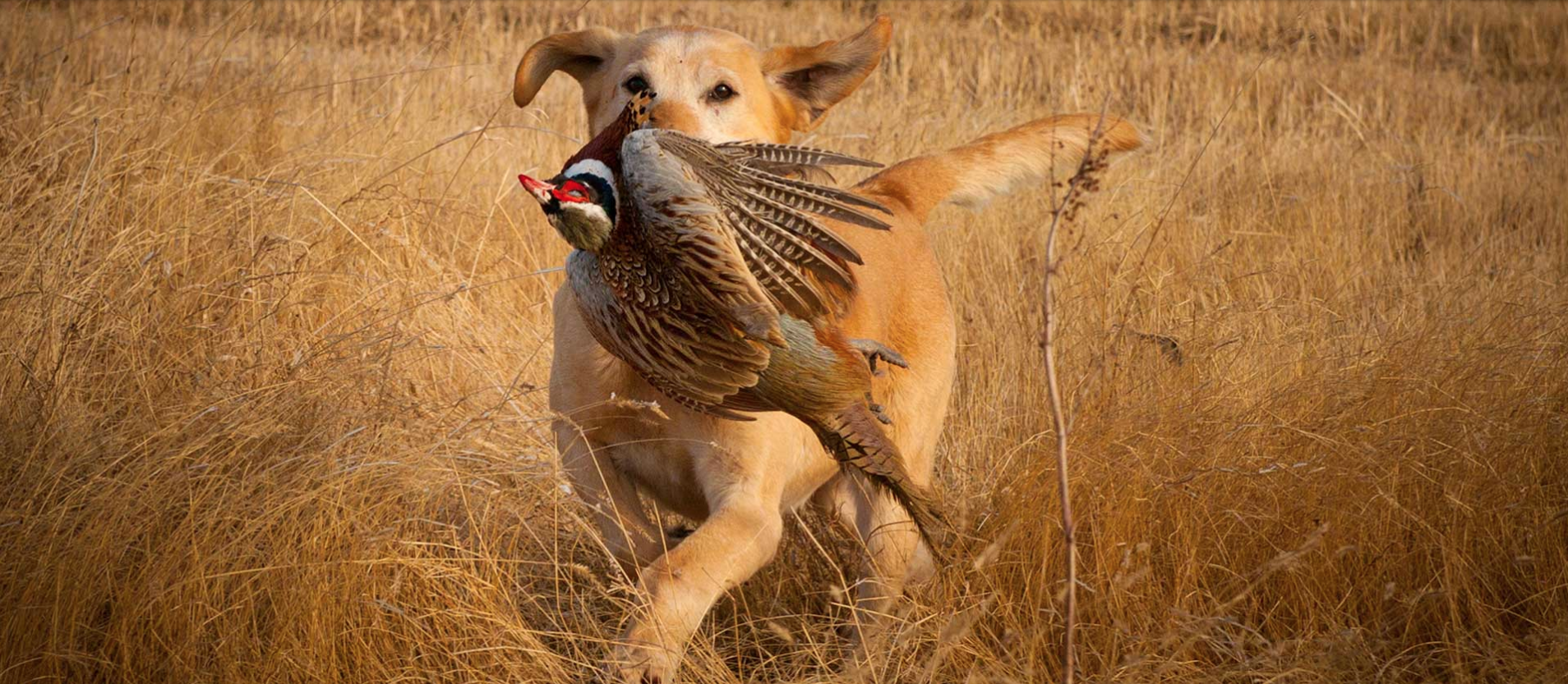dog with pheasant.png