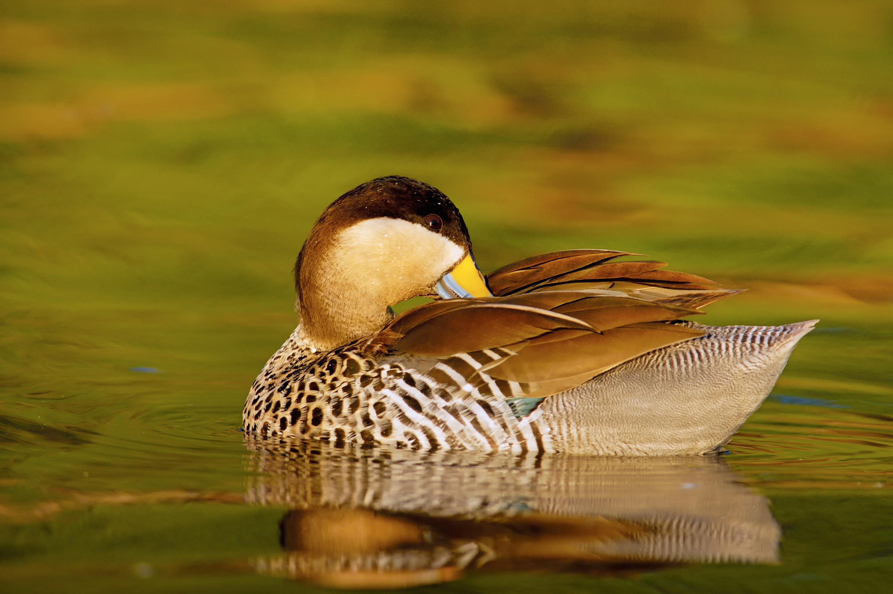 Silver Teal (Anas versicolor)