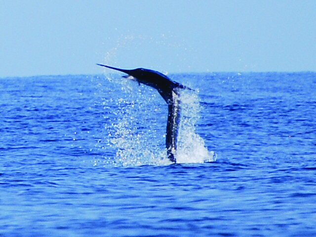 big-blue-marlin-jumping.jpg