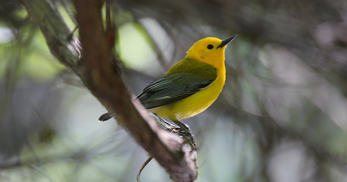 Image for Ducks Unlimited Receives $10 Million for Biodiversity and Habitat Restoration Efforts