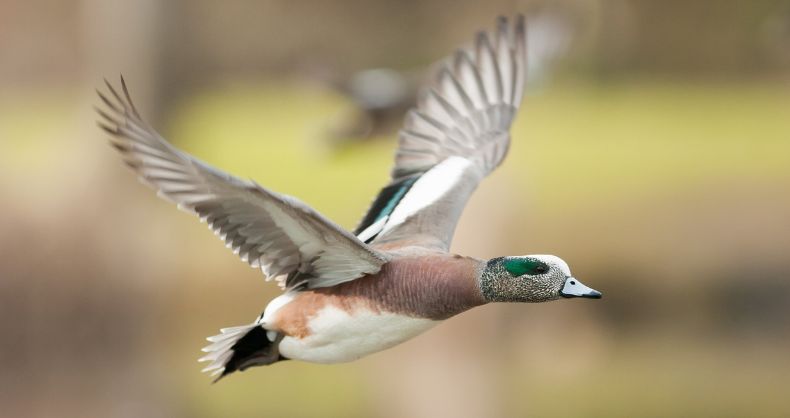 wigeon_in_flight.jpg