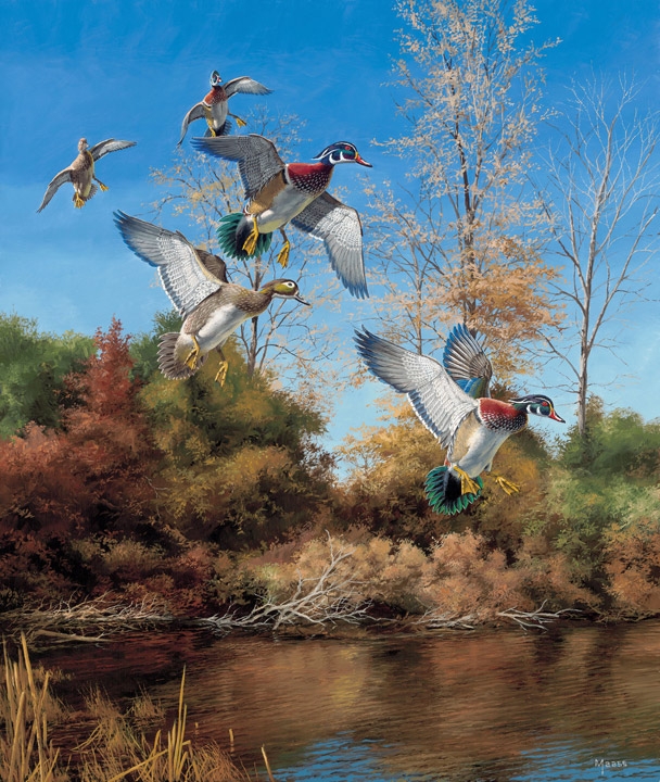 "Dropping Fast - Wood Ducks" by David Maass