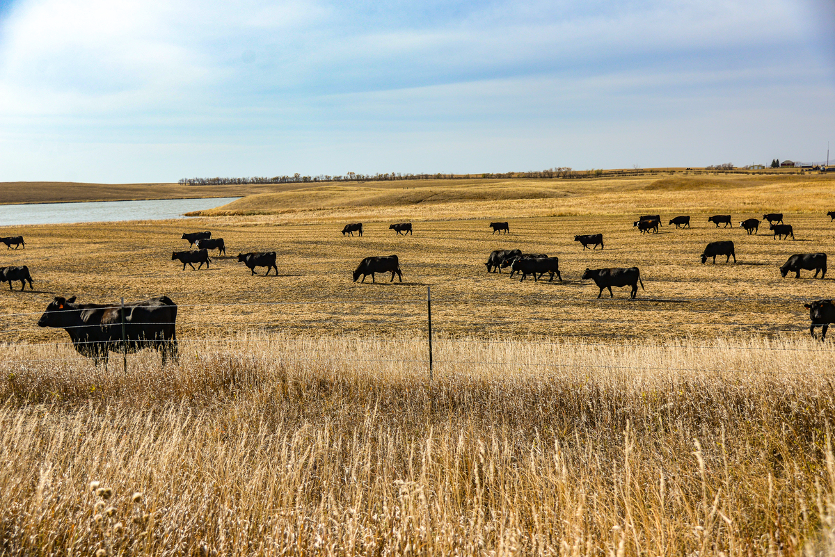 Image for DU Receives NFWF Grant to Restore Grasslands and Strengthen Working Lands 
