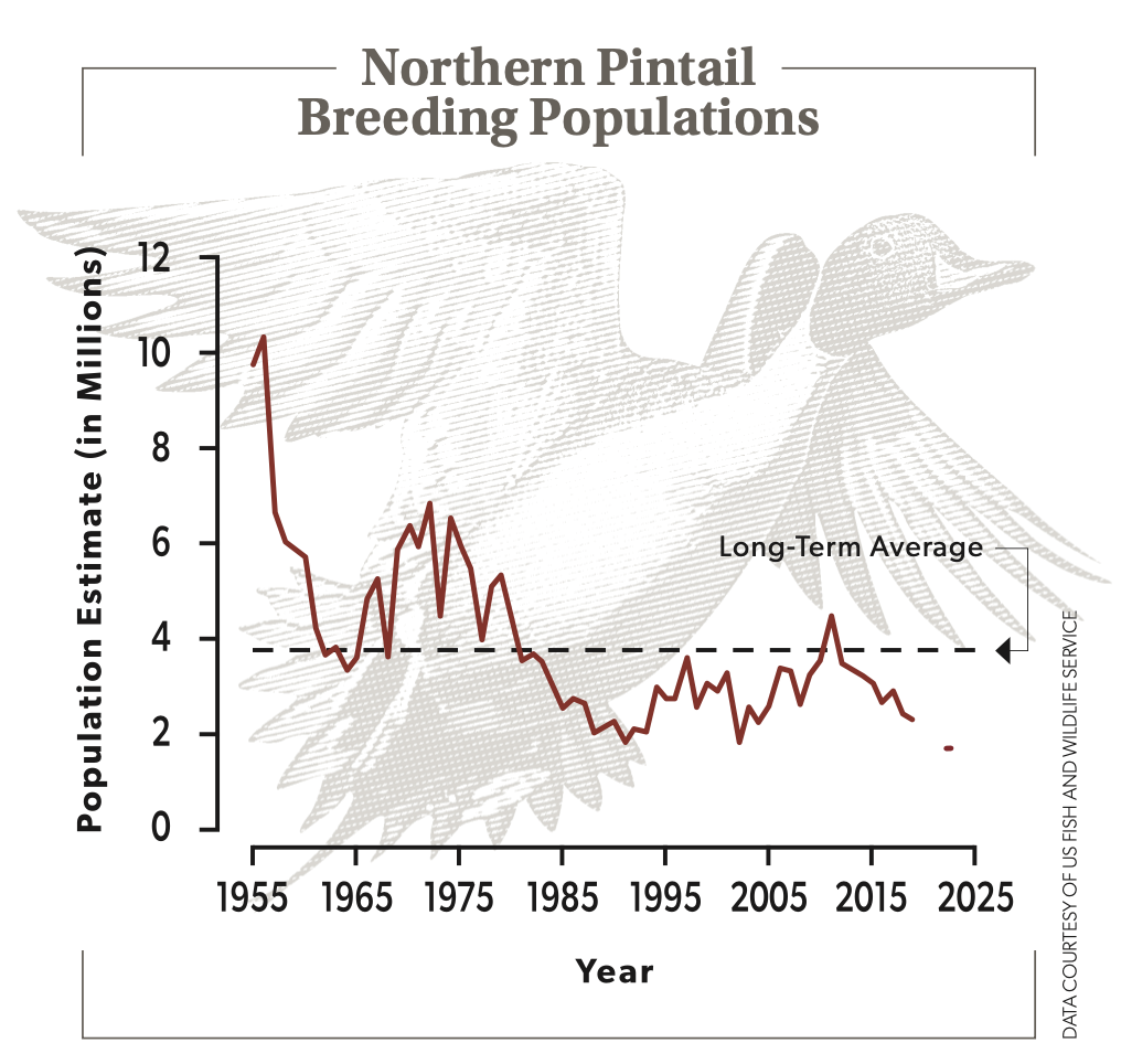 Data graph of Northern Pintail Breeding Populations