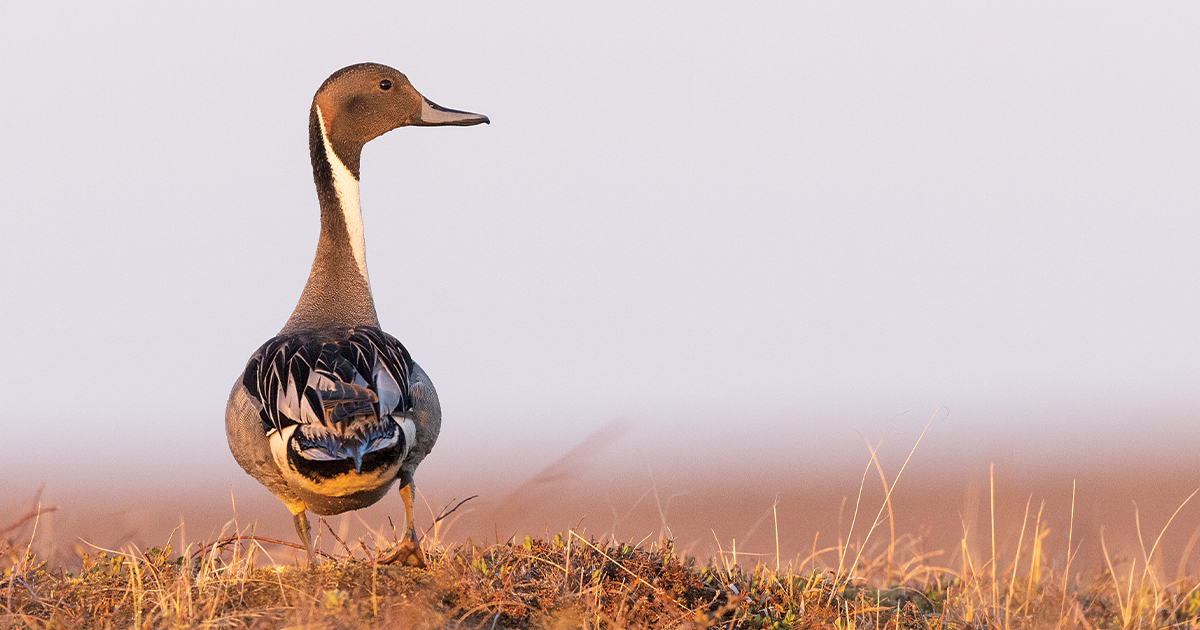 Waterfowl Research