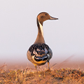 DU Special Report: Pintails on the Brink