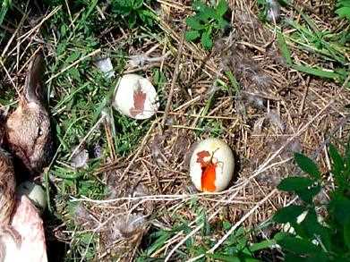 watefowl_nest_predators.jpg