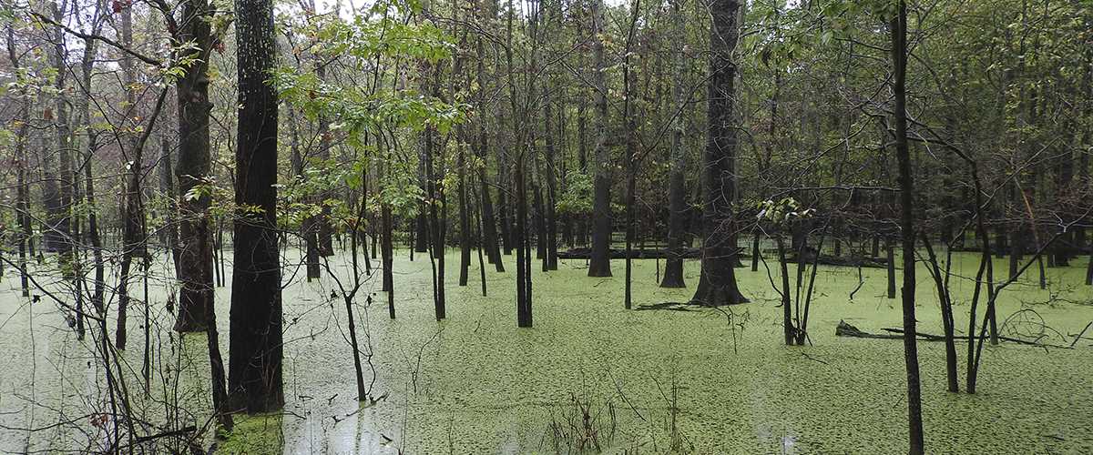 cypress_creek_national_wild.jpg