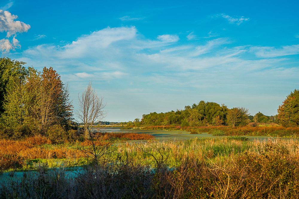 Ducks Unlimited, Partners Celebrate Major Wetland Restoration at Toussaint Creek Wildlife Area