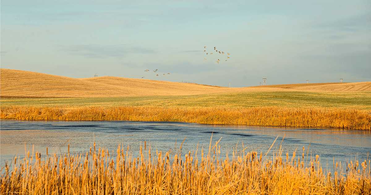Bush Foundation Partners with DU to Support  Grass-Based Agriculture in South Dakota