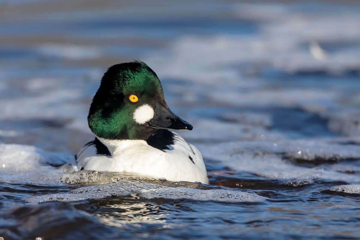 Drake goldeneye loafing in water, Photo by Tom Samuelson