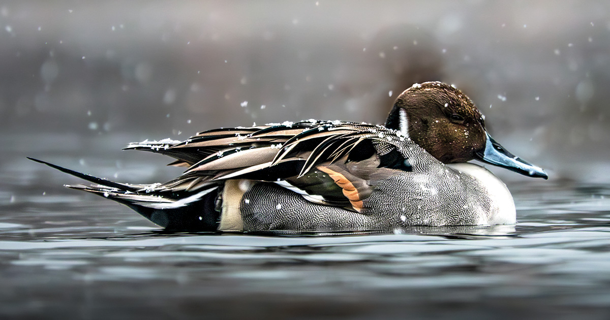 Image for 2026 DU Member Photo Contest
