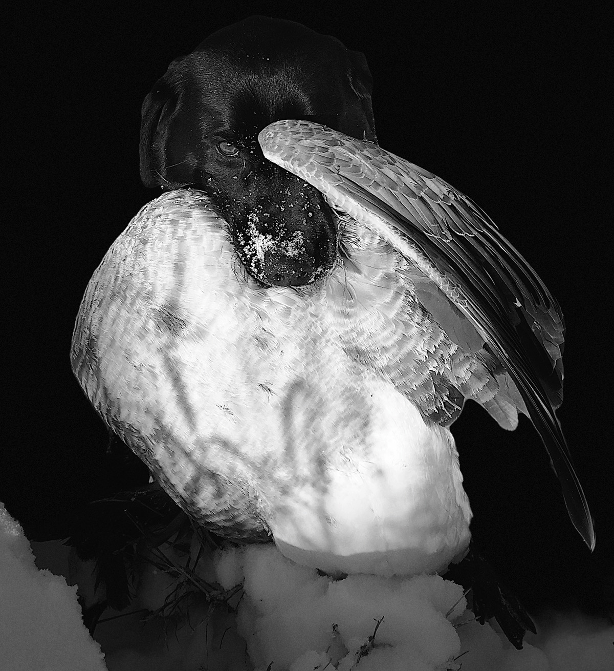 2026 DU Member Photo Contest