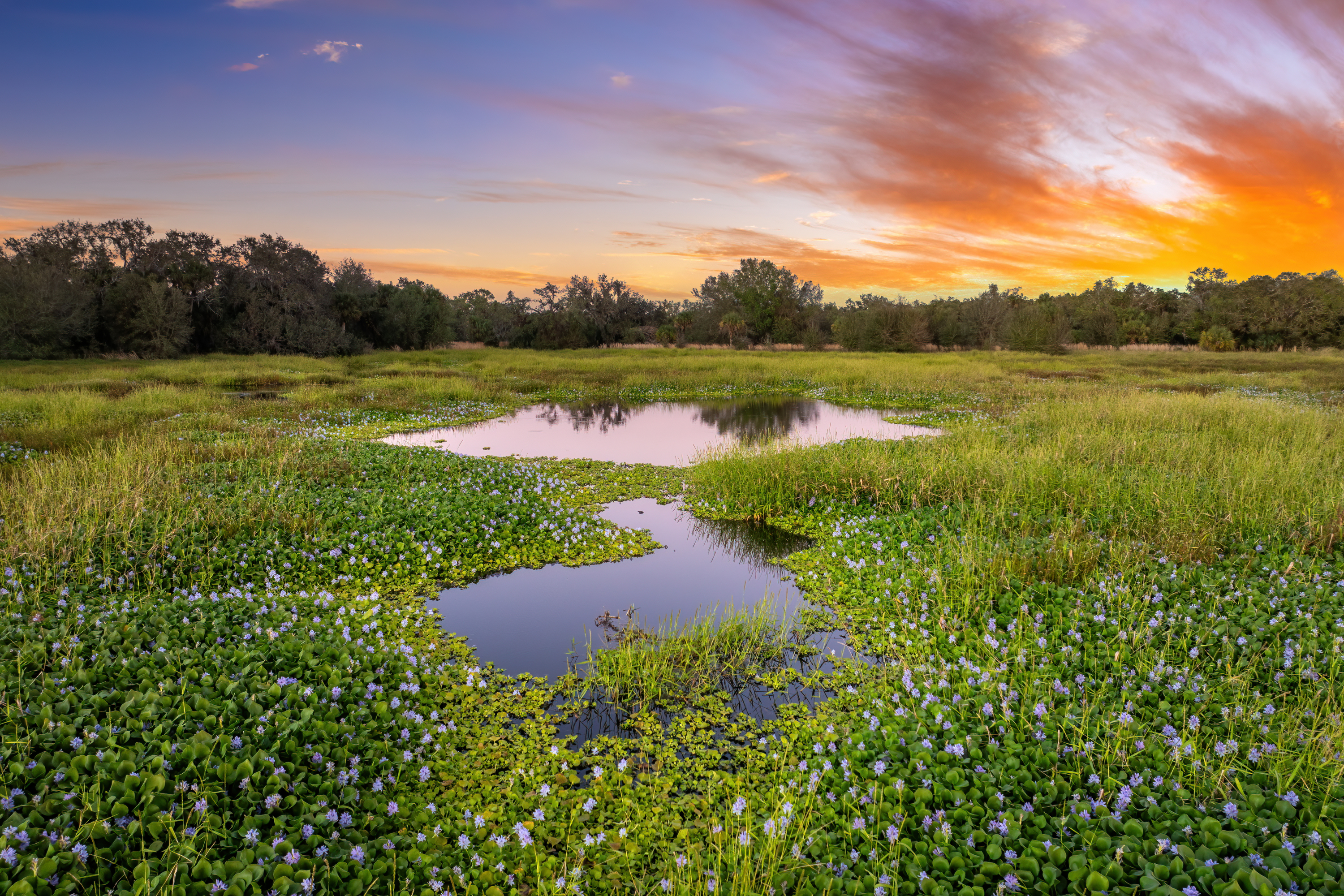 Why Wetlands Should Matter to You