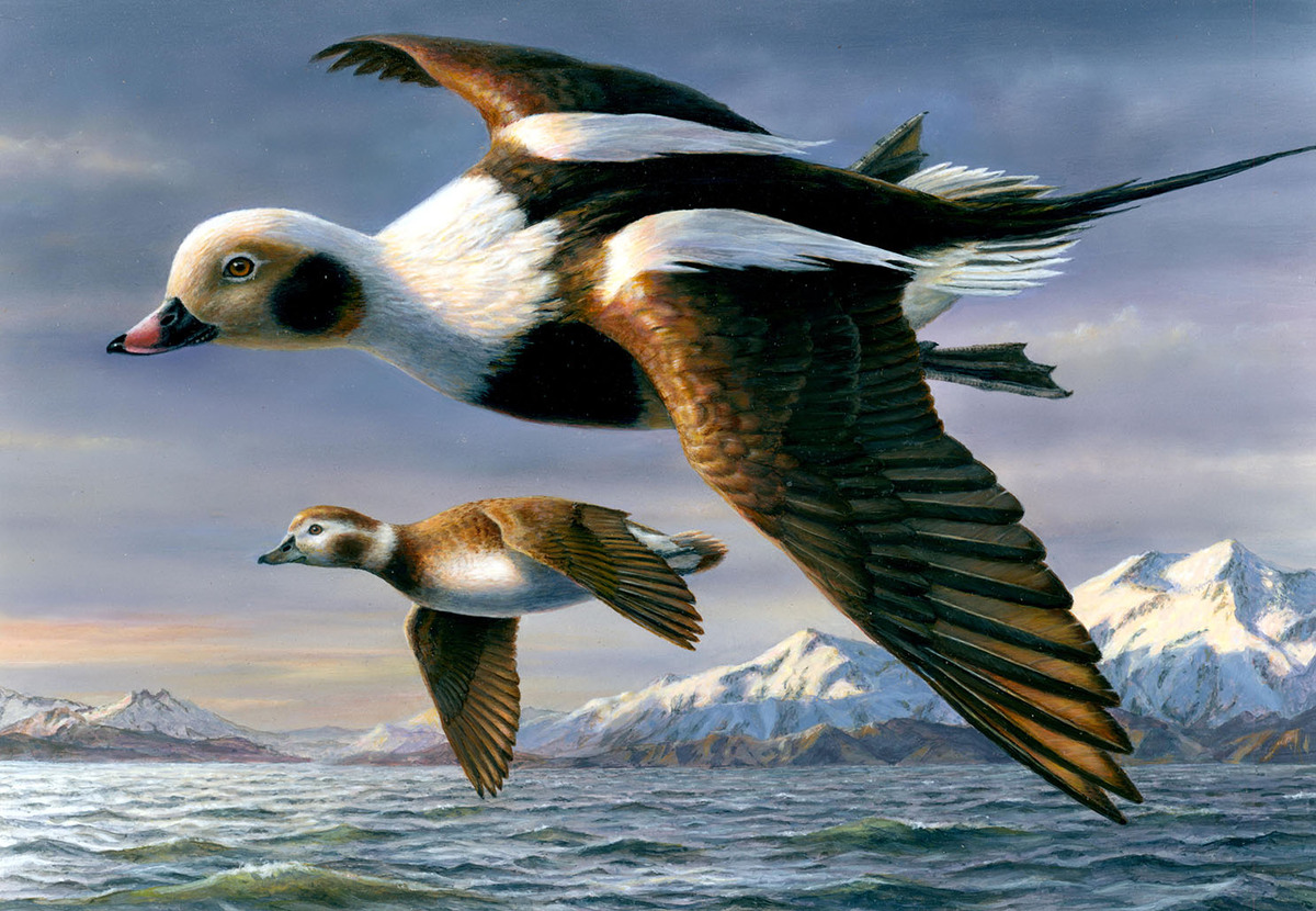 Image for 2026 Federal Duck Stamp Winner Announced During Annual National Contest at Ducks Unlimited Headquarters