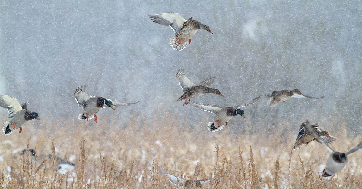 Ducks landing in the snow
