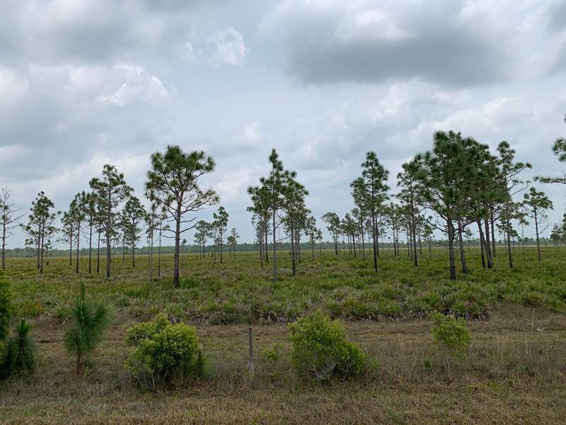 Florida Wetlands