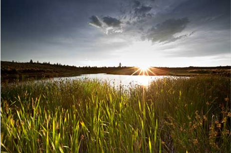 wetlands image