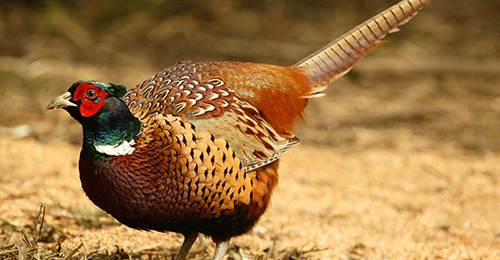 1-pheasant-hunting.jpg