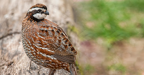 12-Quail-Hunting.jpg