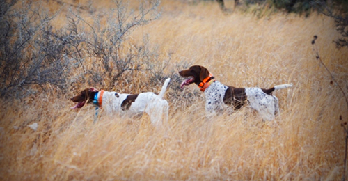 8-quail-hunt.jpg