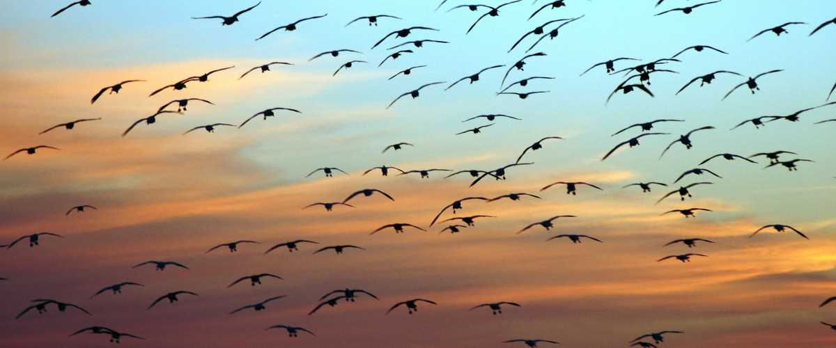 Birds flying in the sky