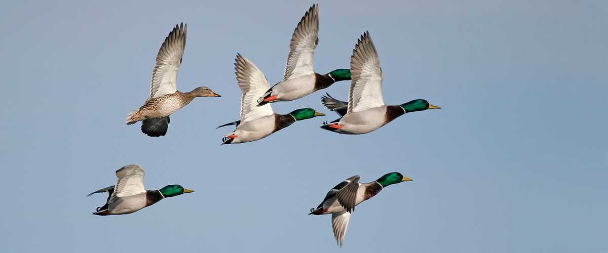 Duck flying in the air