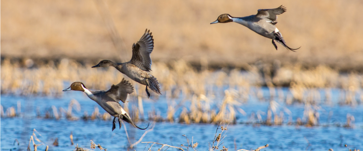 Birds flying over a wetland