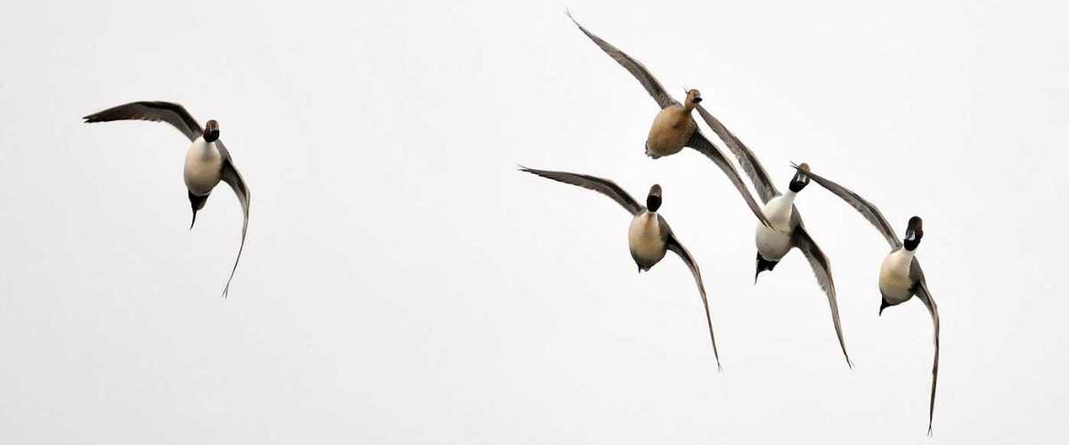 Birds flying in the sky
