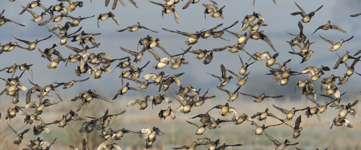Duck flying in the sky
