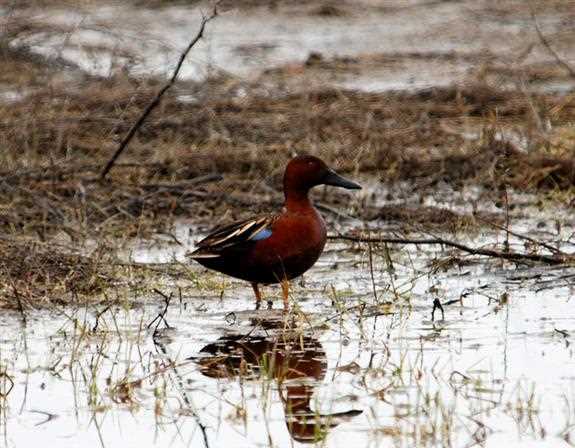 A duck in a wetland