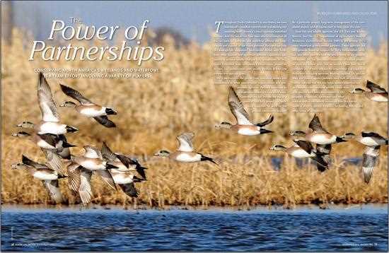 Ducks flying in a group