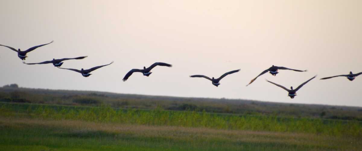 Geese in flight over grasslands