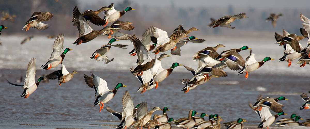Birds flying over a wetland