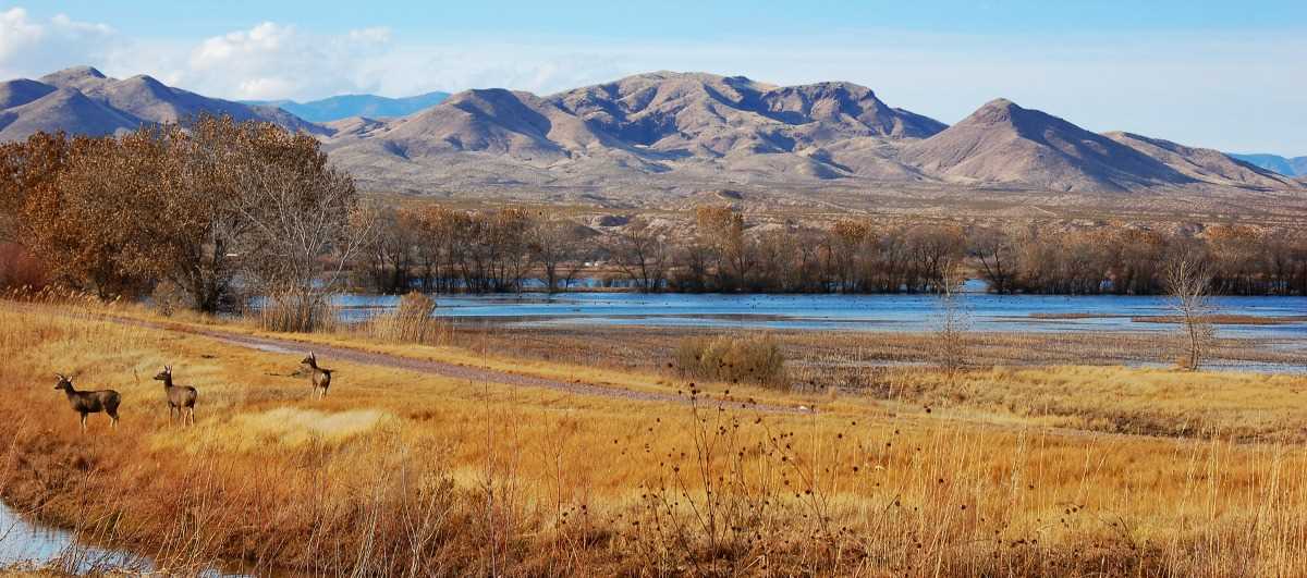 Mountains, lakes and deer